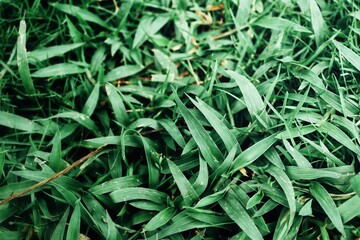 Green grass plant background texture