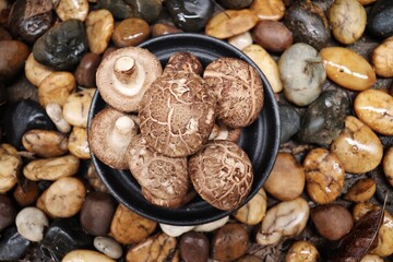 Sticker - Shiitake mushroom on stone background