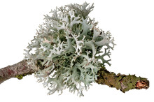 Macro Shot Of A Lichen On A Dead Branch