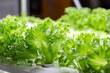agriculture of green salad plant with hydroponic