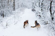 Two brown and black german shepherds having fun in winter park. Dogs with red collars, running away in snow in forest during blizzard. Pet training process.