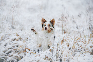 Wall Mural - dog in snow, winter mood. border collie waving paws in nature. 