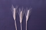 Fototapeta Dmuchawce - three dry spikelets of bread