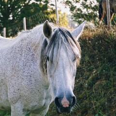 beautiful white horse portrait in the nature