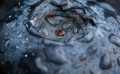 Wall Mural - Blueberry covered with water drops, exteme macro background.