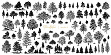 Trees Sketch Set. Hand Drawn Graphic Forest. Vector Illustration Of Different Trees, Shrubs And Grass Isolated On White Background
