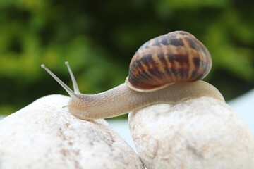 Wall Mural - Land snail in a shell against a green backgrounds