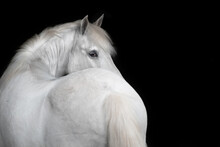 Close-up Of White Horse Standing Against Black Background