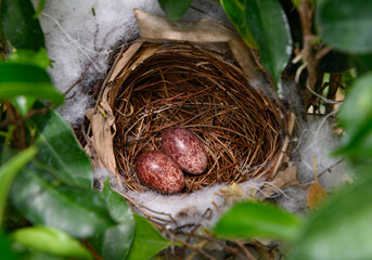 Two Eggs in a nest of  yellow-vented bulbul (Pycnonotus goiavier), or eastern yellow-vented is a kind of bird at Thailand