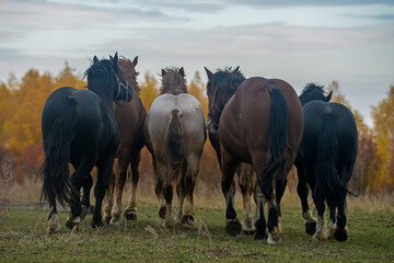 Wall Mural - herd of large russian and soviet heavy trucks leaves in autumn twilight horses view from behind effe