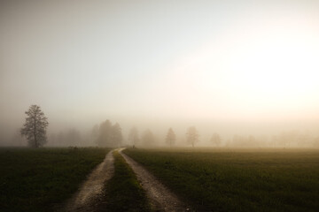 Wall Mural - Country road in the evening mist