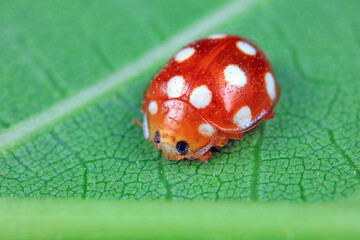 Wall Mural - ladybug on green leaves, North China