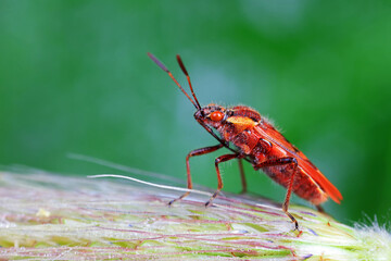 Sticker - Stink bug on green leaves, North China