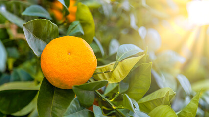 Wall Mural - Tangerine tree branch with fruit during seasonal harvest. Authentic farm series.