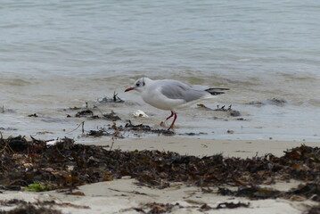 Wall Mural - seagull walking on the beach