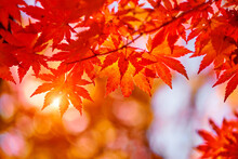 Close-up Of Maple Leaves On Tree During Autumn