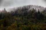 Fototapeta  - Jesienny las we mgle, Bieszczady, Polska