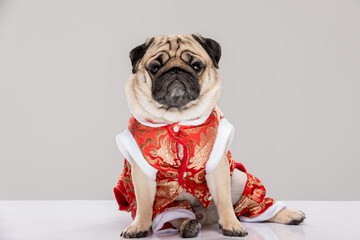 Wall Mural - Happy dog pug breed in Chinese New Year costume for Happy and lucky year