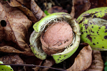 Wall Mural - Ripe walnut fruit. A photograph of a walnut inside a cracked green shell. Beneath the walnuts are dry leaves and green grass.