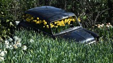 High Angle View Of Yellow Flowers Blooming In Abandoned Car On Field