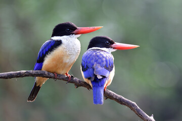 Nature in love, beautiful blue and black with brown belly and red beaks birds sitting together on old branch