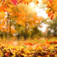 beautiful colorful autumn leaves and blurred park on background