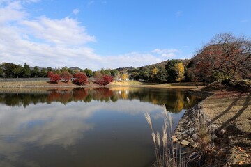 Poster - 奈良公園の紅葉