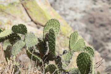 Wall Mural - Nopales en montaña