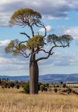 A Queensland Bottle Tree (Brachychiton Rupestris) Towering Over The Countryside