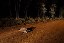 Roadkill Showing Dead Kangaroo And Joey On Gravel Road
