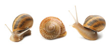 Collection Of Common Garden Snails On White Background. Banner Design