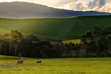 Two Sheep In A Green Sunlit Paddock Near Yea, Victoria