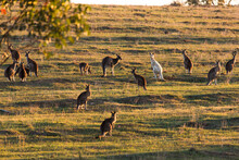 A Rare White Kangaroo Grazing With Other Eastern Grey Kangaroos
