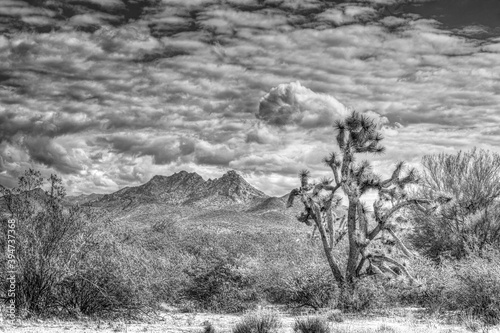 Fotografía High Dynamic Range Black and White Image of a Mountain in Arizona with a Joshua
