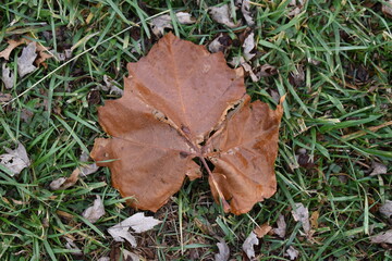 Wall Mural - Autumn Sycamore Leaf