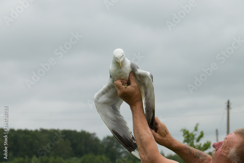 Fotomural a man holds a seagull and examines a sick wing. bird rescue