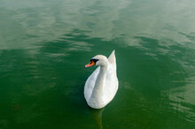 White Swan On A Green Water Surface During A Day