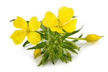 Evening Primrose