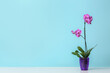 Beautiful orchid plant on table against color background