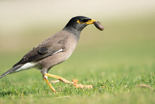 The Common Myna Or Indian Myna In Qatar