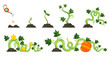 Life cycle of growth pumpkin plant on white background. Planting process from seeds, sprout and flowering to ripe vegetable. Vector illustration in flat design