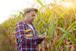 © Mikhailov Studio - Middle aged caucasian farm worker inspecting corn field summer day