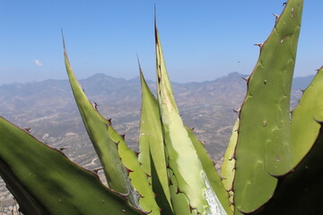 Wall Mural - Agave