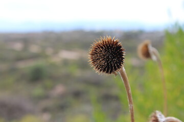 Flor seca 2