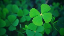 Green Clover Leaf Isolated For Background Shamrock . St. Patrick's Day Vacation