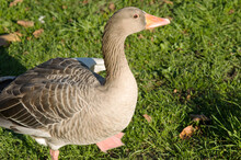 Closeup Of A Goose In Meadow