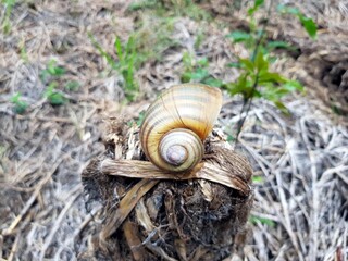 Pomacea is a genus of freshwater snails with gills and an operculum, aquatic gastropod mollusks in the family Ampullariidae, the apple snails. Near Mamori Lake, Amazon - Brazil