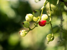 Close-up Of Gooseberries Hanging On Plant
