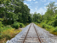 Railroad Track In The Forest