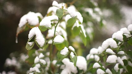 Canvas Print - rose bush with green leaves covered with snow in winter garden.